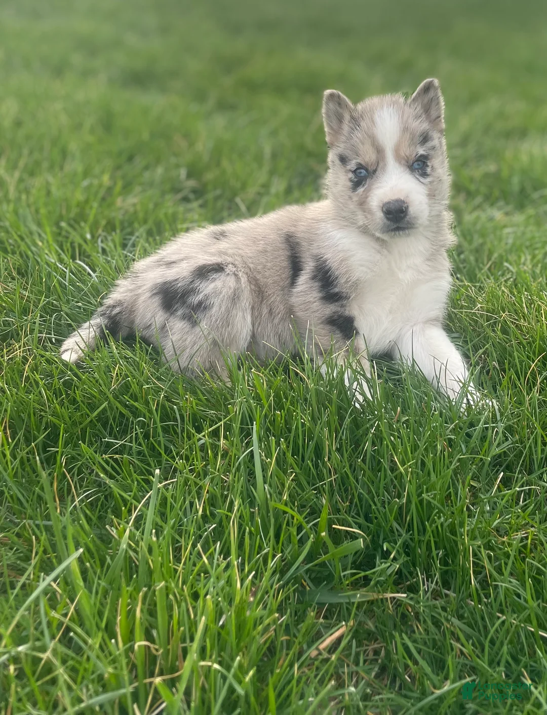 Gerberian Shepsky dogs for sale: Chief - Ad 1