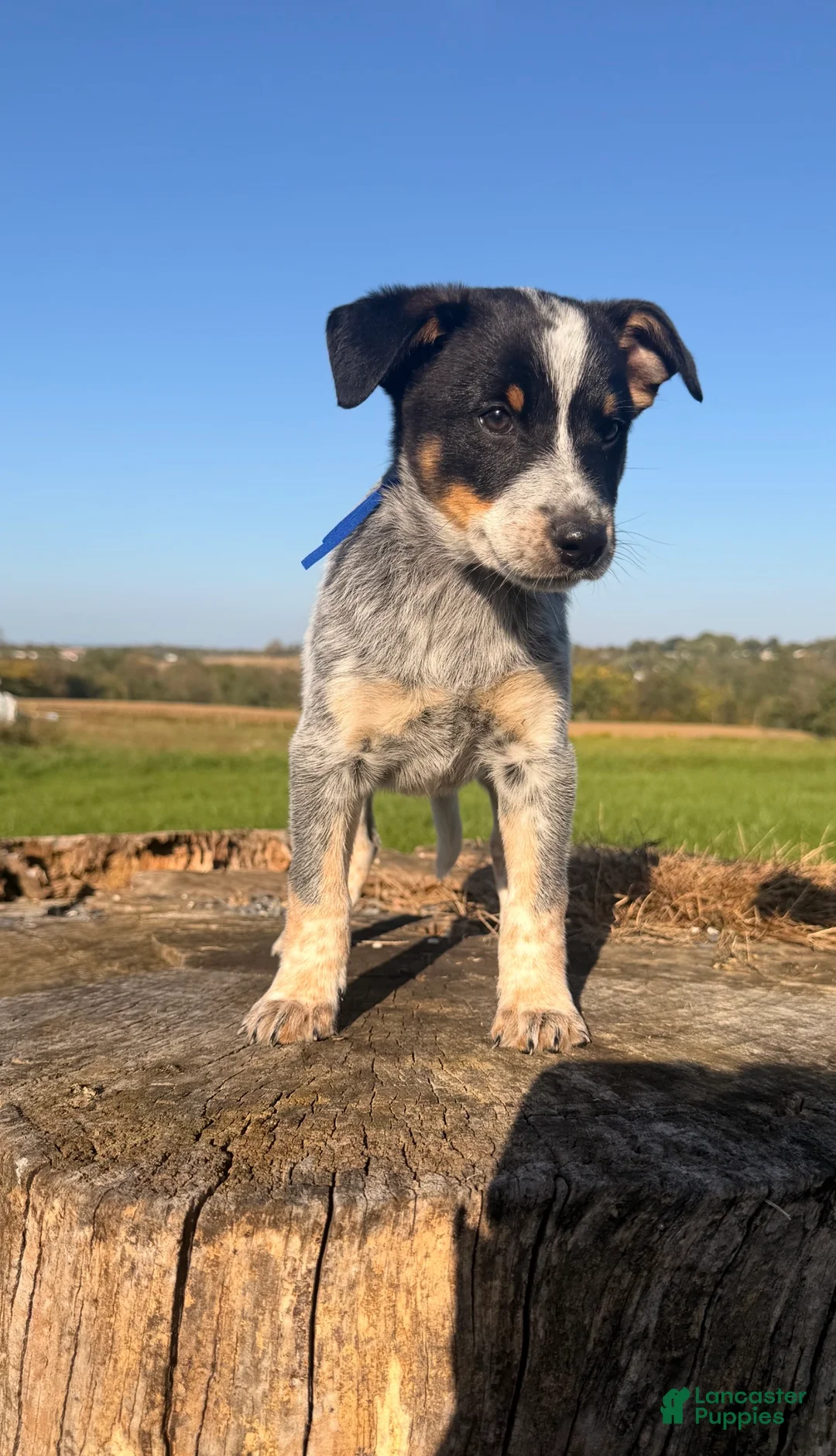 Australian Cattle Dog dogs for sale: Tex - Ad 4