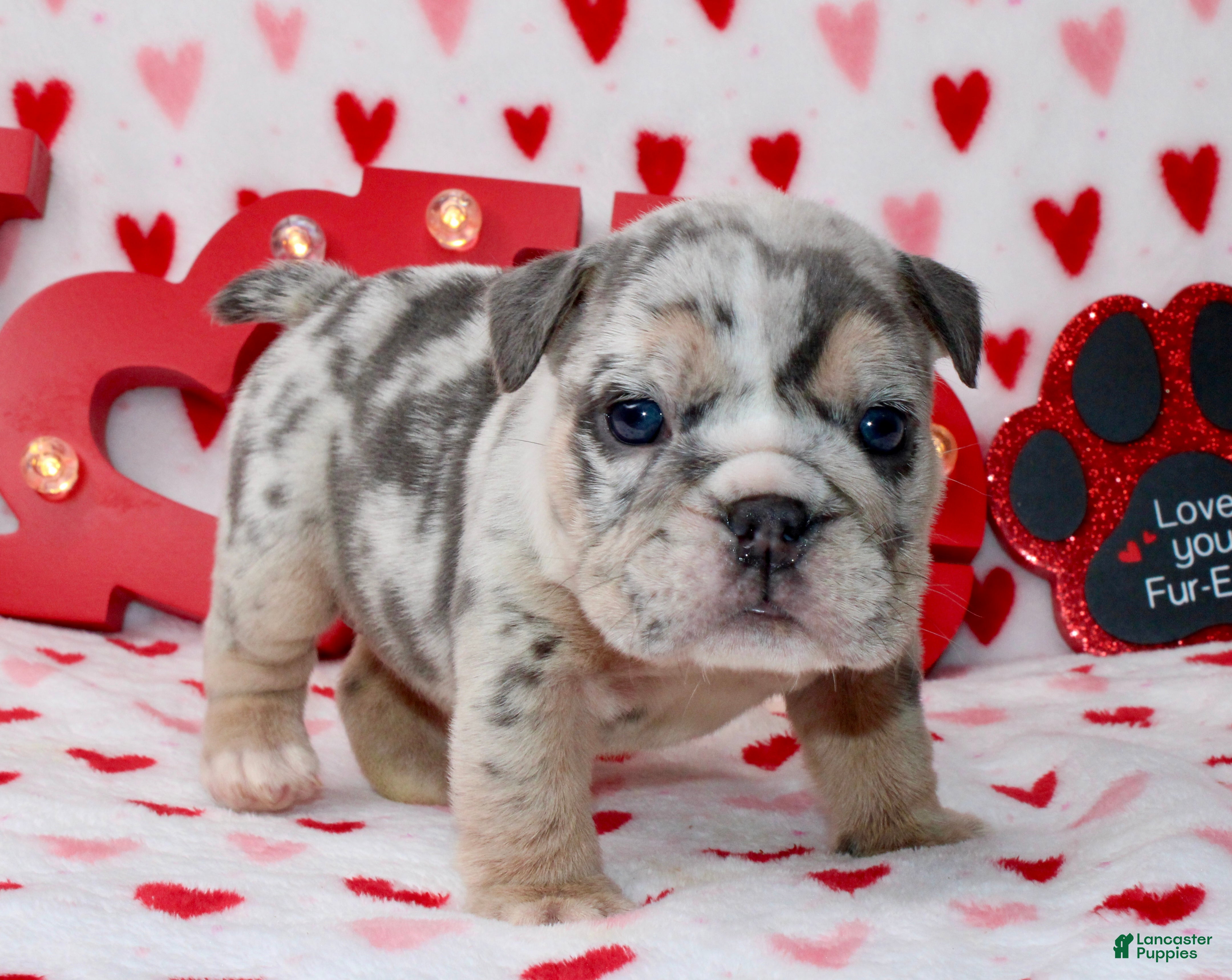 English Bulldog dogs Blueberry  - Ad 9