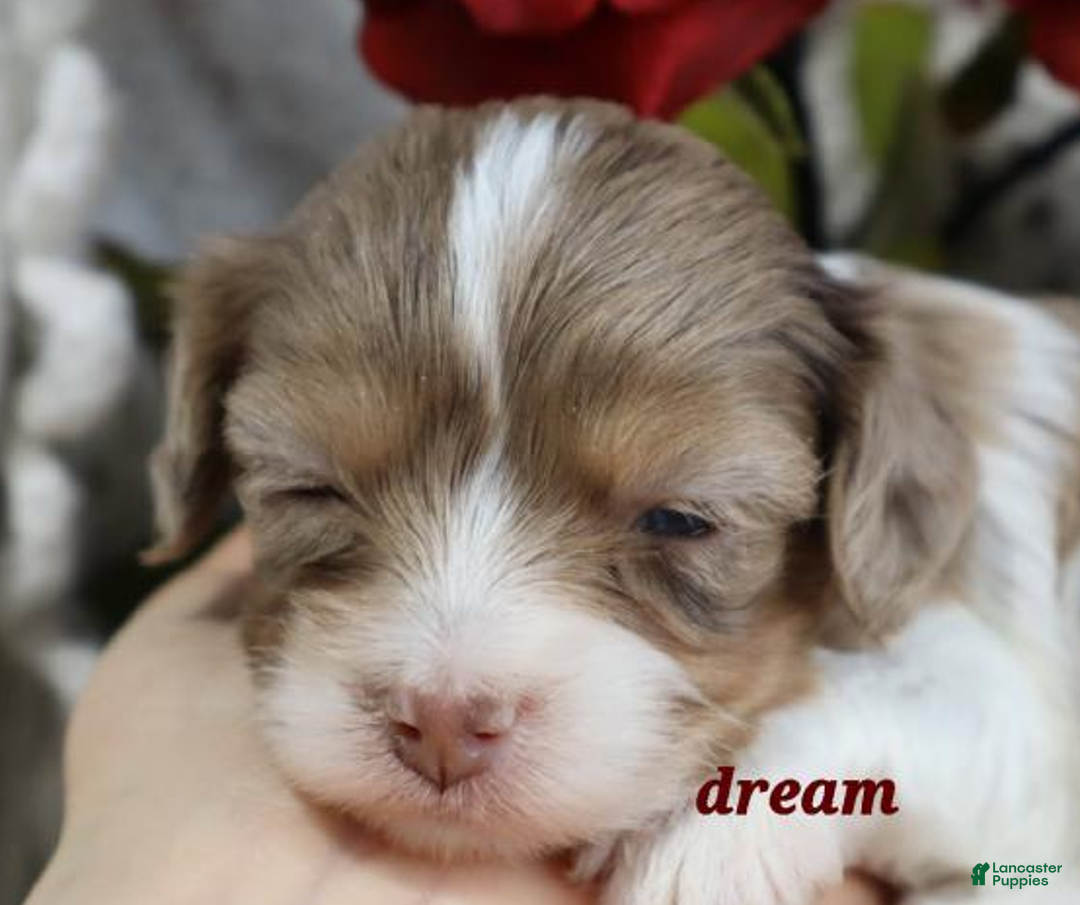 Cavapoo dogs for sale: Elliot - Ad 4