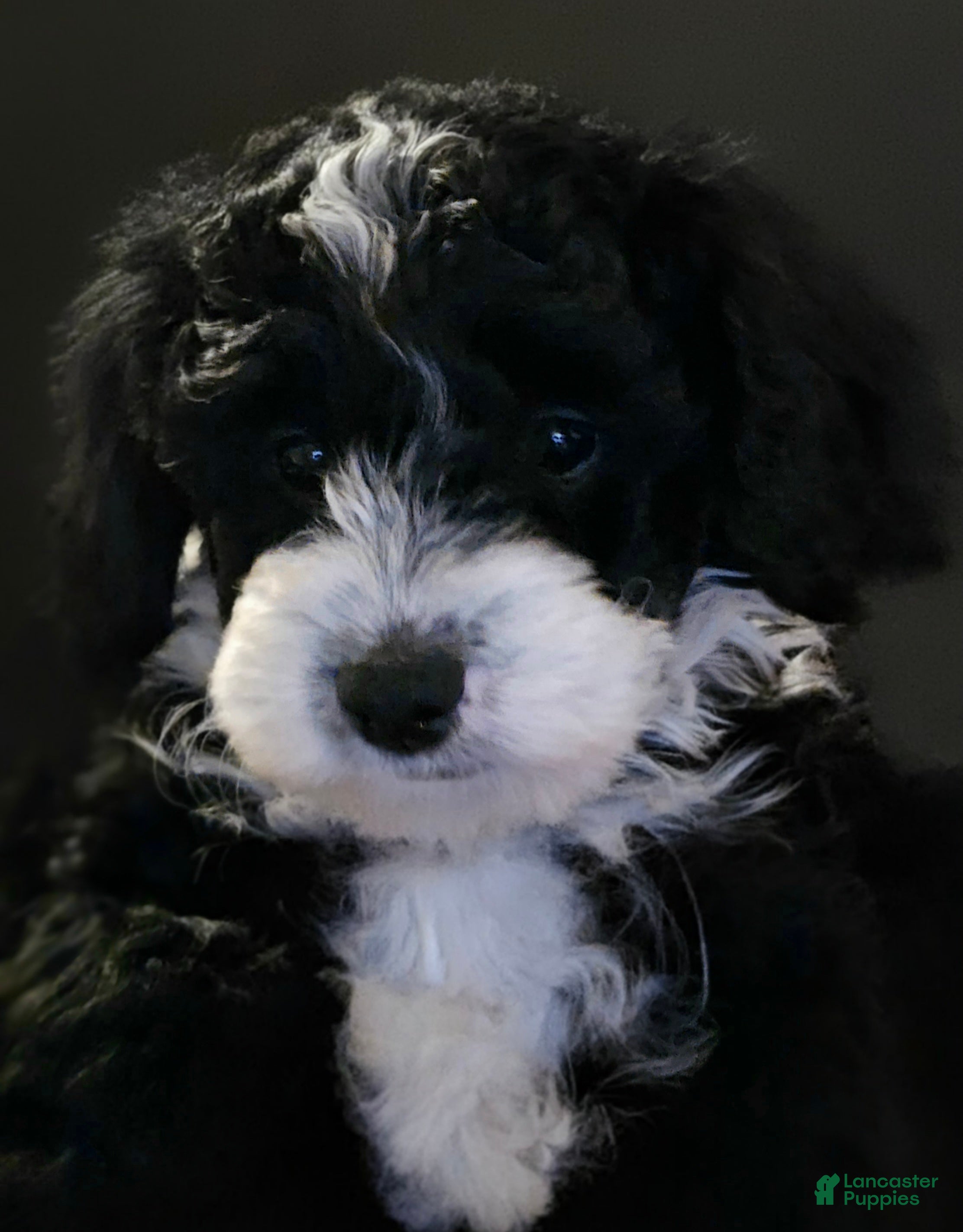 Mini Bernedoodle dogs Betty - Ad 18