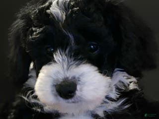Mini Bernedoodle dogs Betty - Ad 13