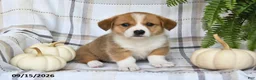 Welsh Corgi Pembroke dogs for sale: Jackson - Ad 4