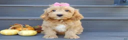 Mini Goldendoodle dogs for sale: Indy - Ad 5