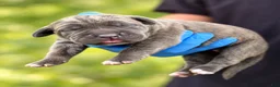 Cane Corso dogs for sale: Milan - Ad 5