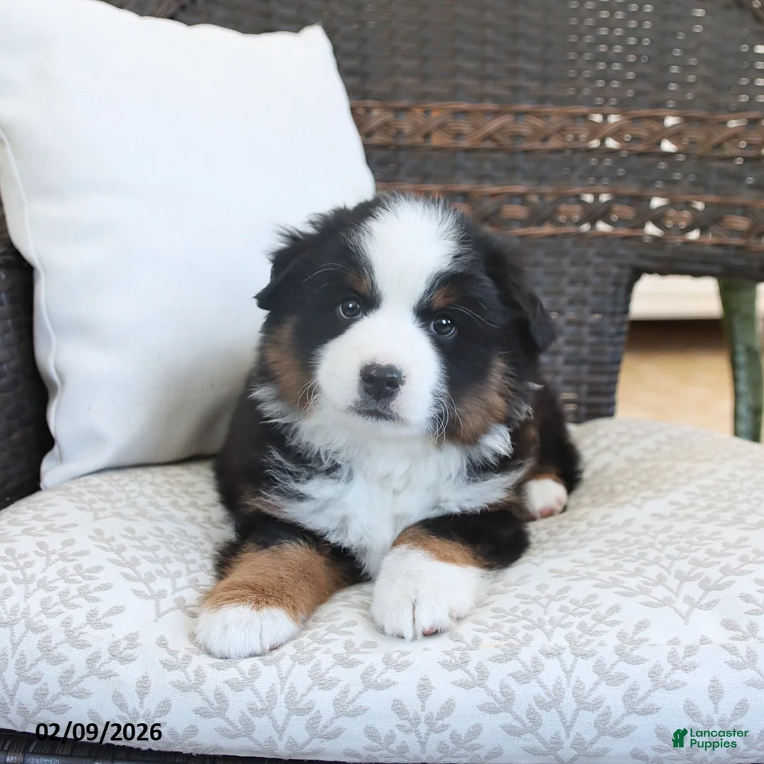 Miniature Australian Shepherd dogs for sale: Felix - Ad 1