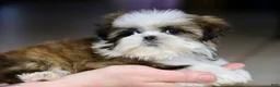 Shih Tzu dogs for sale: Weslee - Ad 3