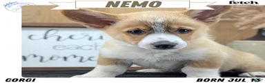 Nemo