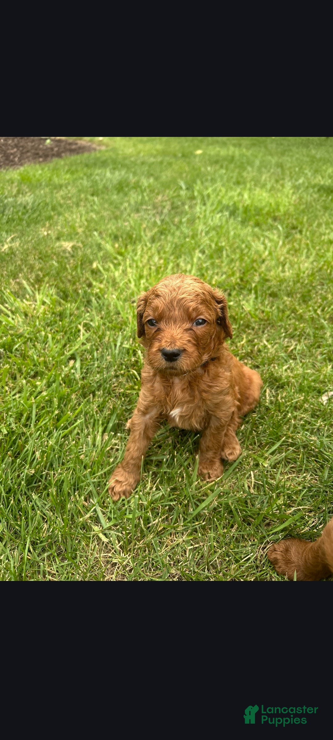 Goldendoodle dogs Cole - Ad 10