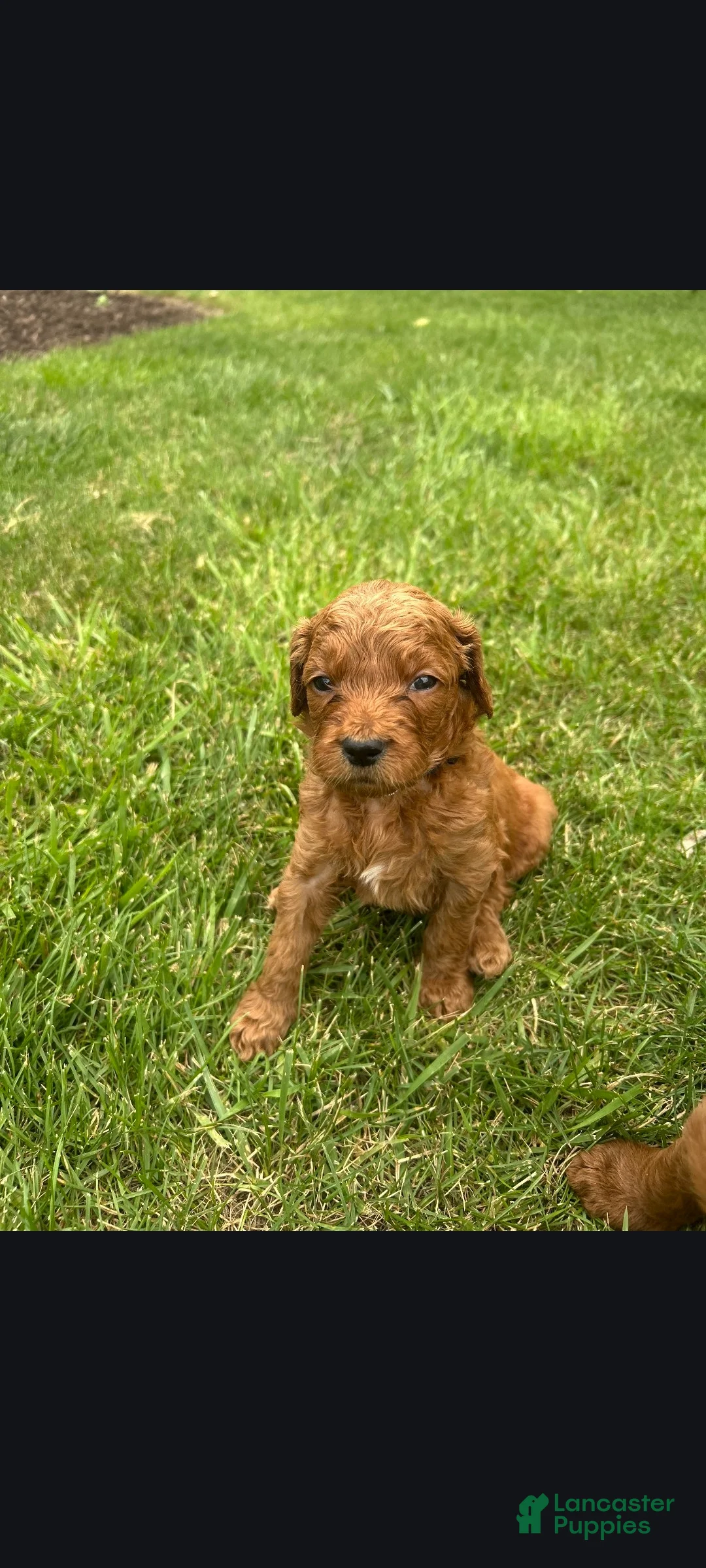 Goldendoodle dogs for sale: Cole - Ad 1