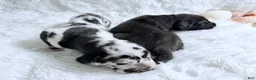 Great Dane dogs for sale: Hera - Ad 3