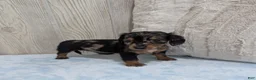 Miniature Dachshund dogs for sale: Prince - Ad 4