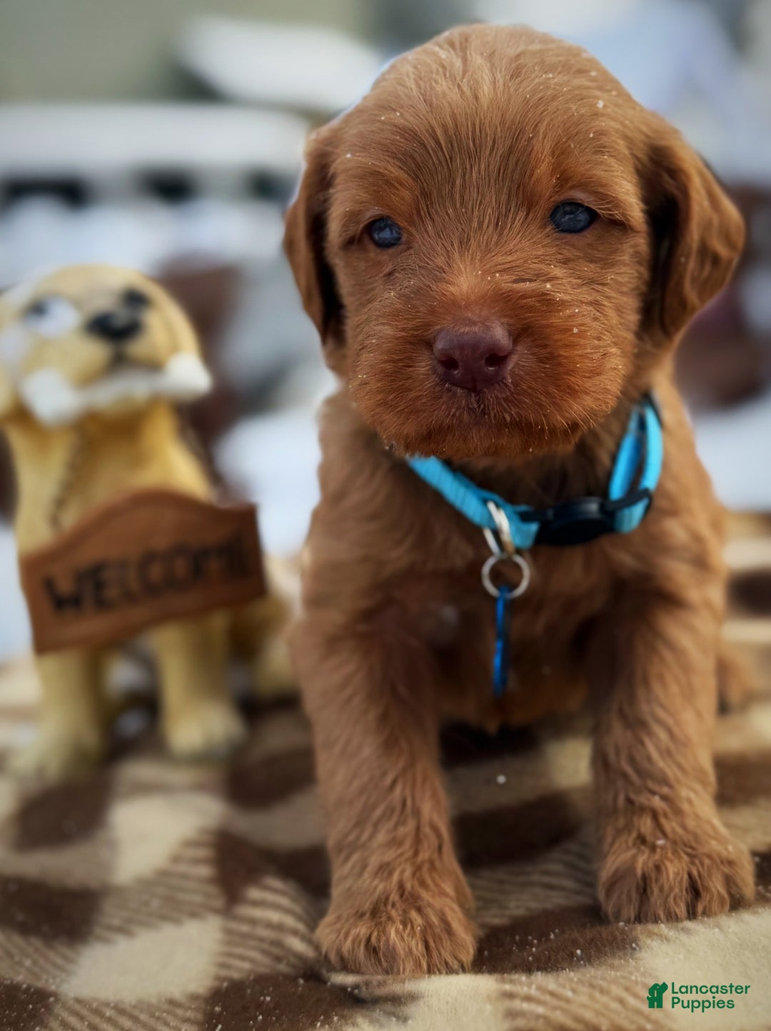 Labradoodle dogs for sale: Labradoodle Puppy 1 - Ad 17