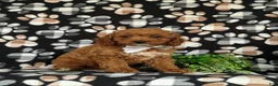 Cavapoo dogs for sale: Chase Hypoallergenic - Ad 3