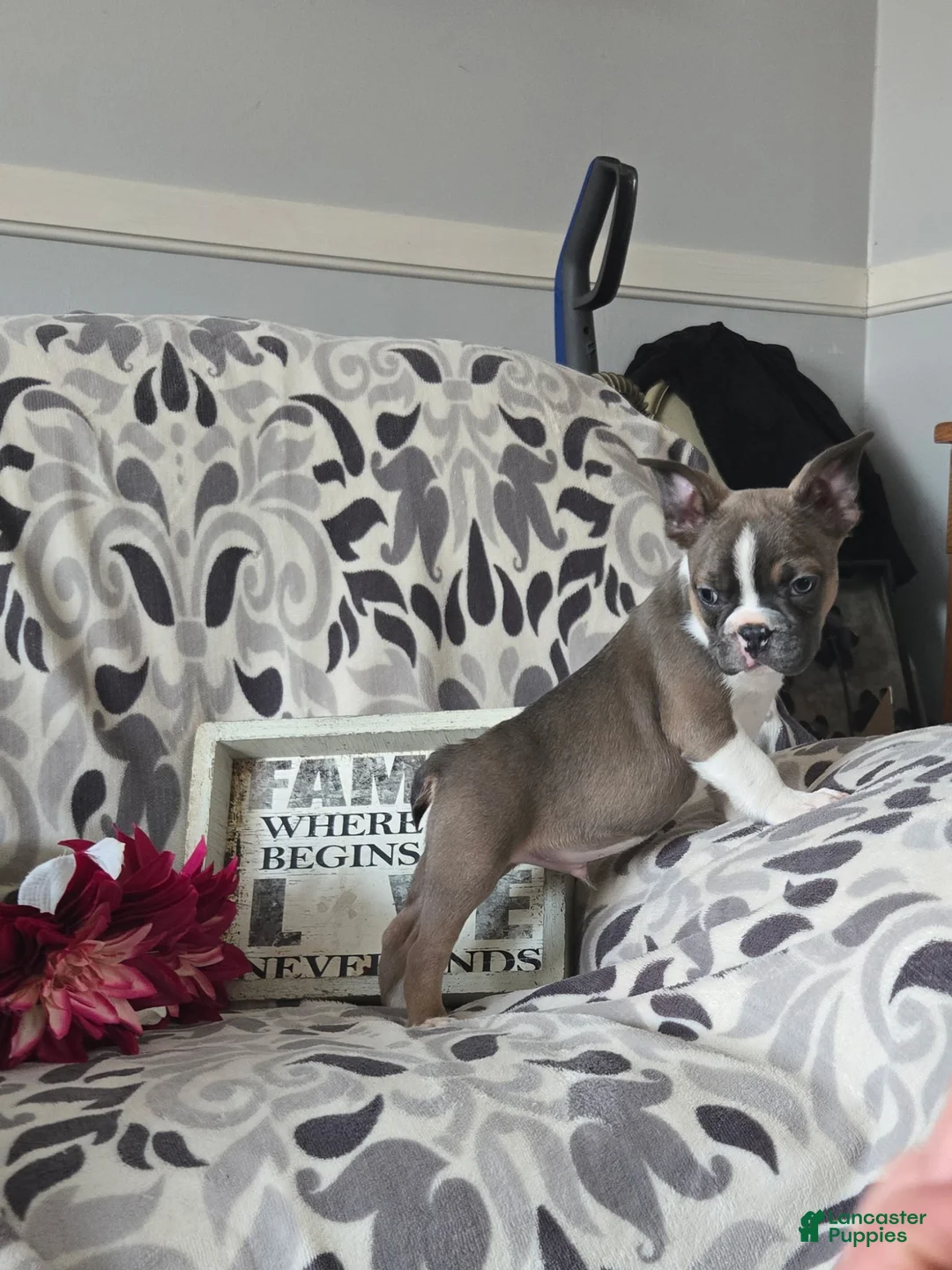 Frenchton dogs for sale: Yoko - Ad 10