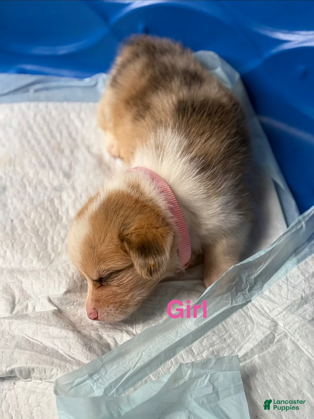 Welsh Corgi Pembroke dogs for sale: Peach - Ad 1