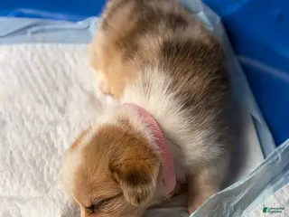 Welsh Corgi Pembroke dogs Peach - Ad 6