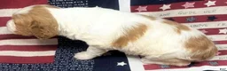 Brittany Spaniel dogs for sale: Hawkete Holly Girl 1 - Ad 21