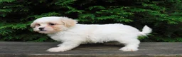 Teddy Bear dogs for sale: Romeo  - Ad 4