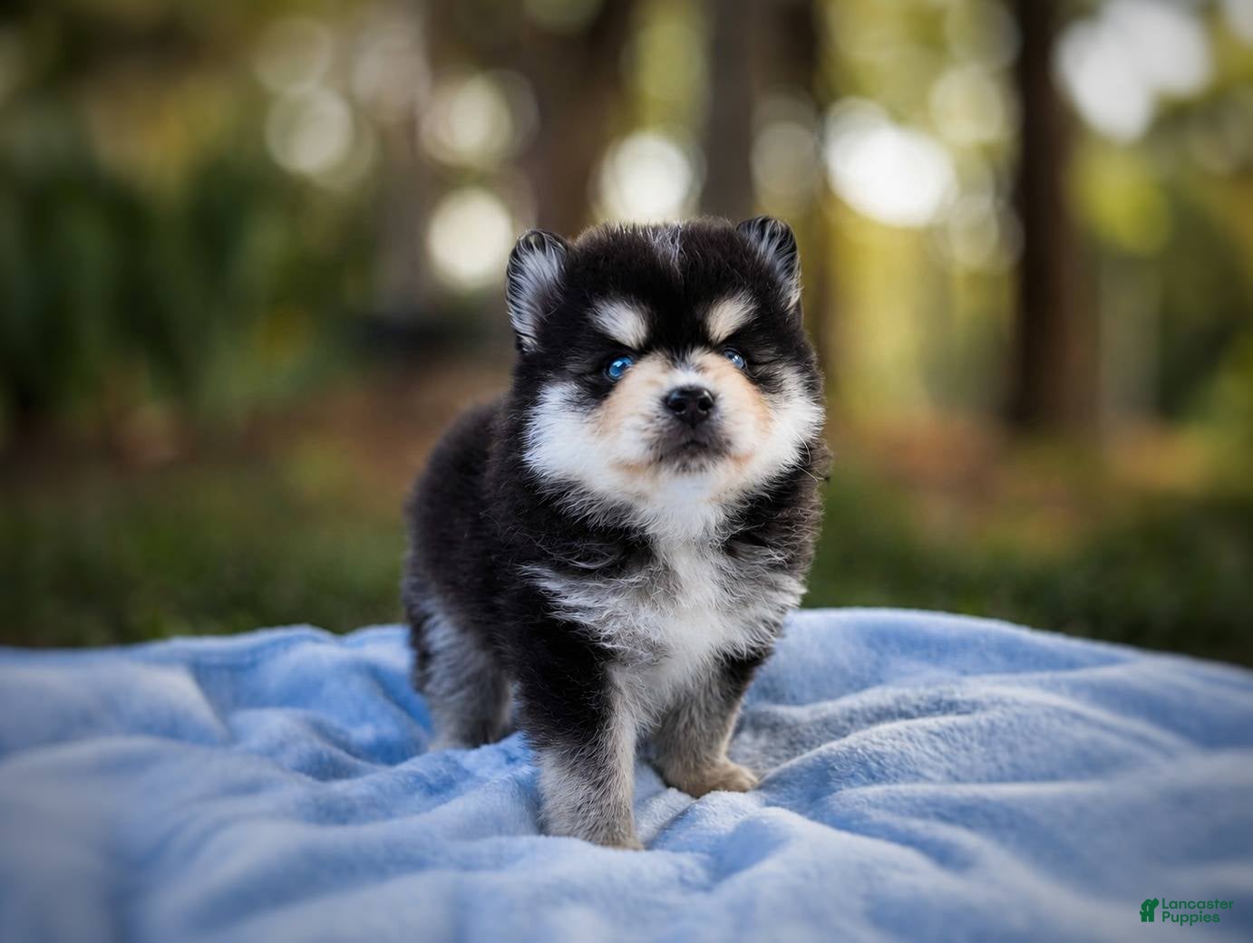 Pomsky dogs Pomsky Puppy Boy - 2 of 5 - Ad 31