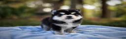 Pomsky dogs for sale: Pomsky Puppy Boy - 4 of 5 - Ad 15