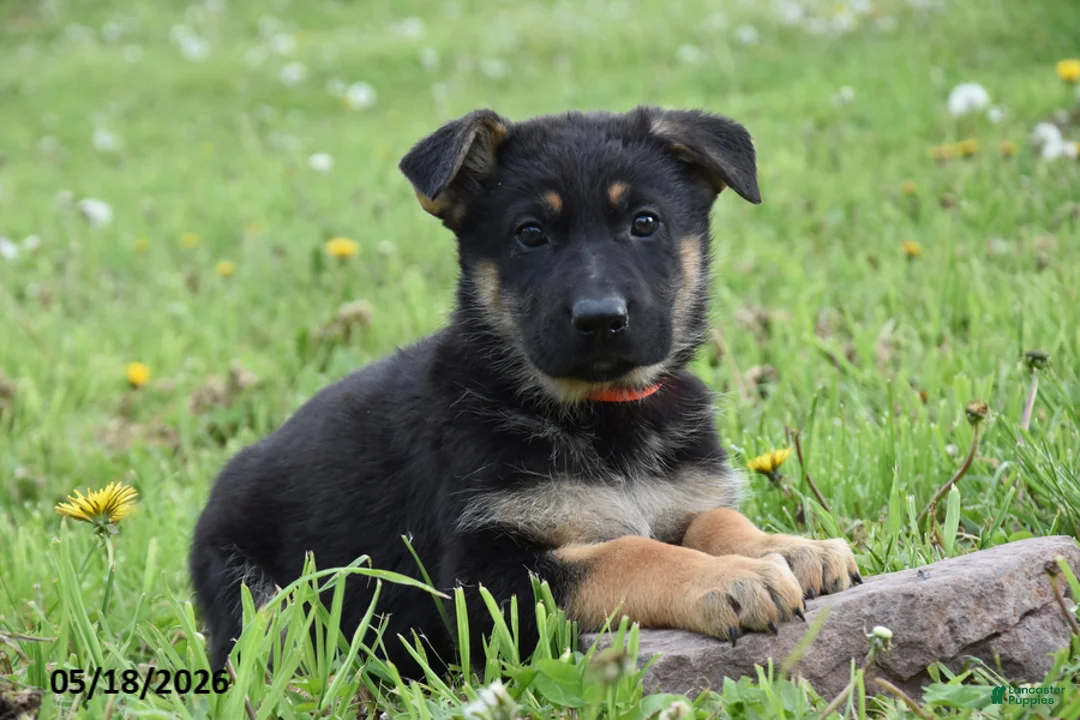 German Shepherd dogs for sale: Rainbow - Ad 2
