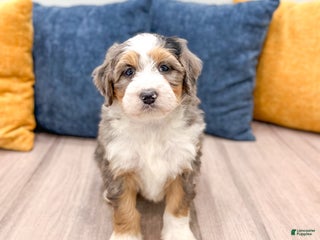 Mini Bernedoodle dogs Sophia - Ad 33