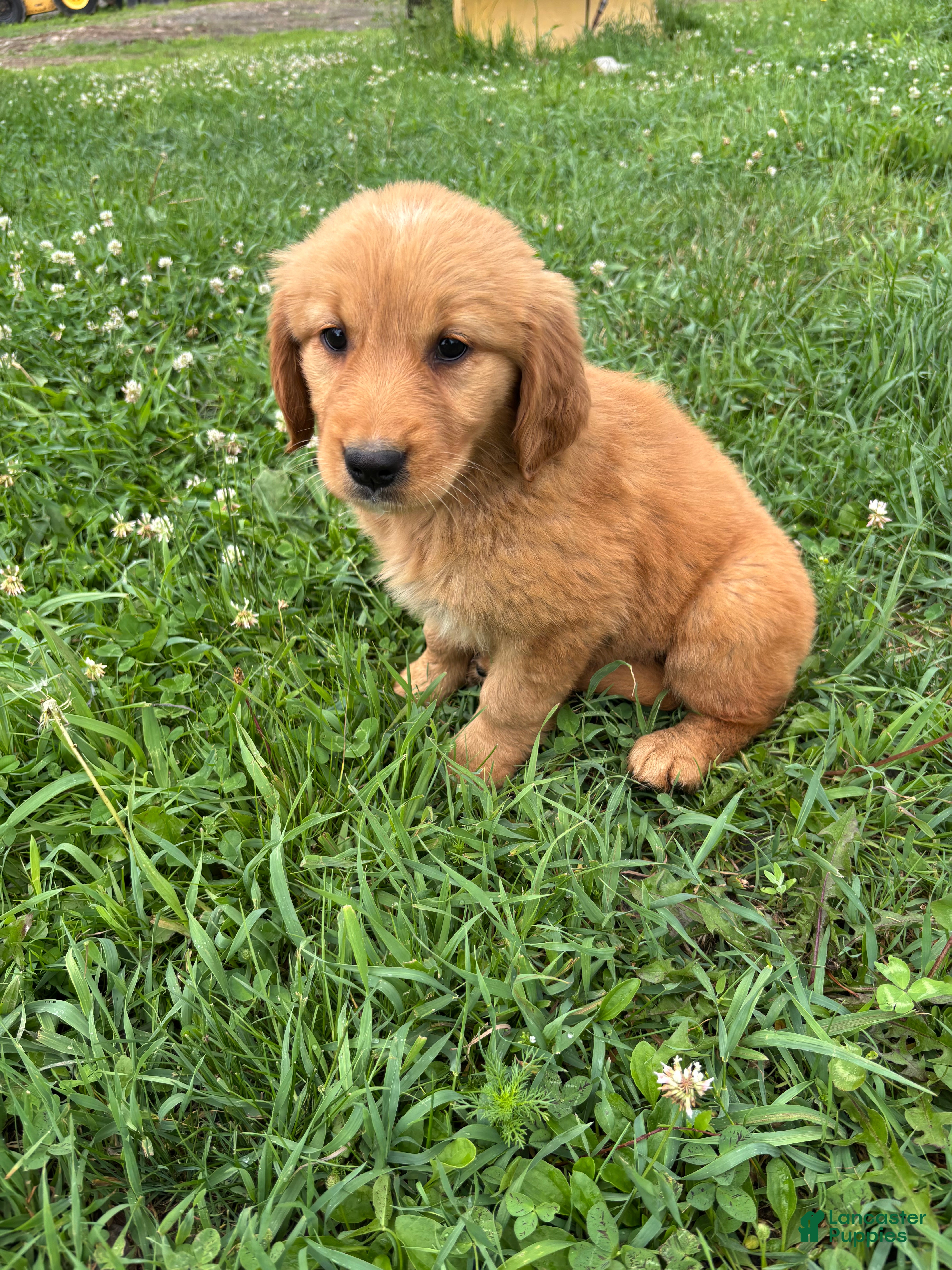 Golden Retriever dogs Barbie  - Ad 2