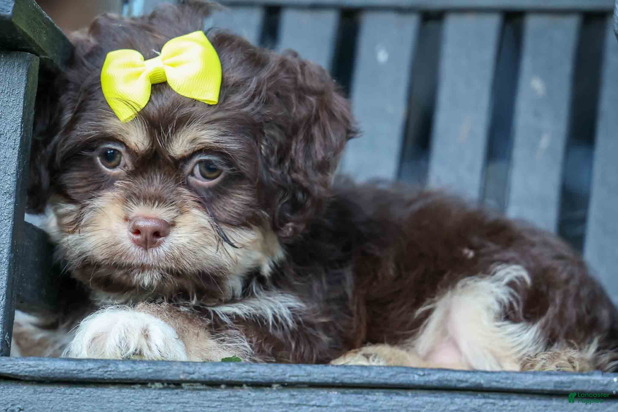 Teddy Bear dogs Oscar 🐾    - Ad 2