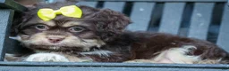 Teddy Bear dogs for sale: Oscar 🐾    - Ad 2