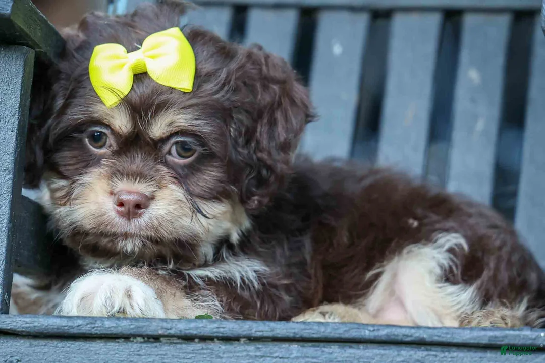 Teddy Bear dogs for sale: Oscar 🐾    - Ad 2