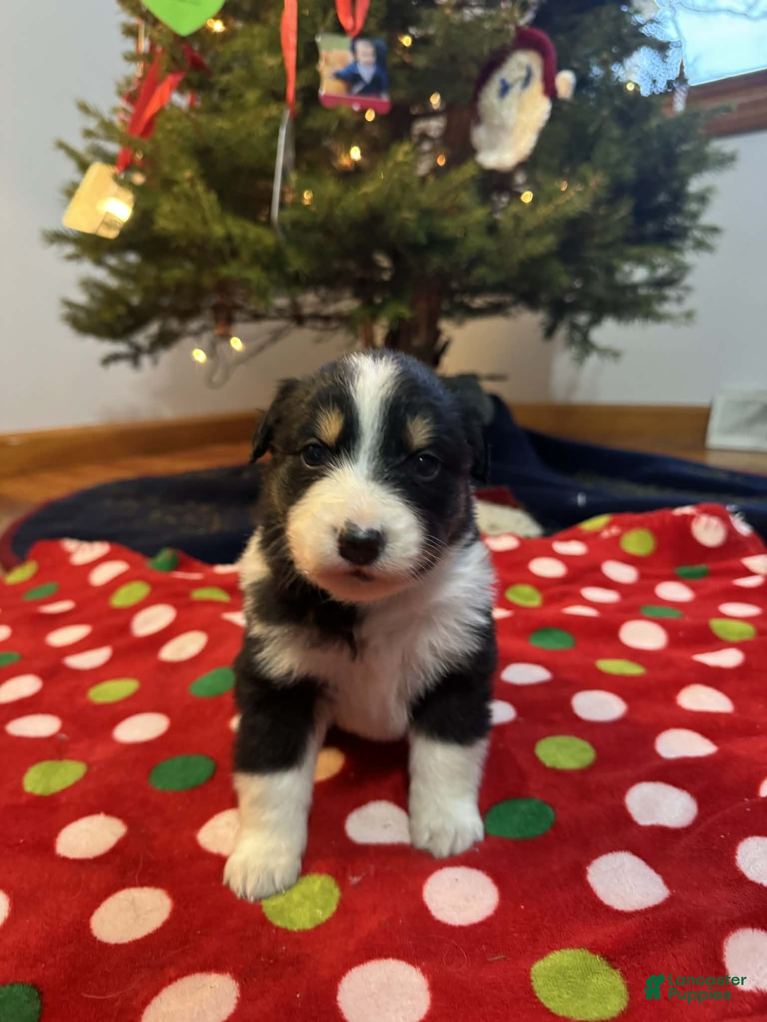 Australian Shepherd dogs Everest - Ad 12