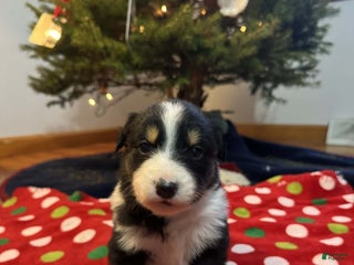 Australian Shepherd dogs Everest - Ad 10