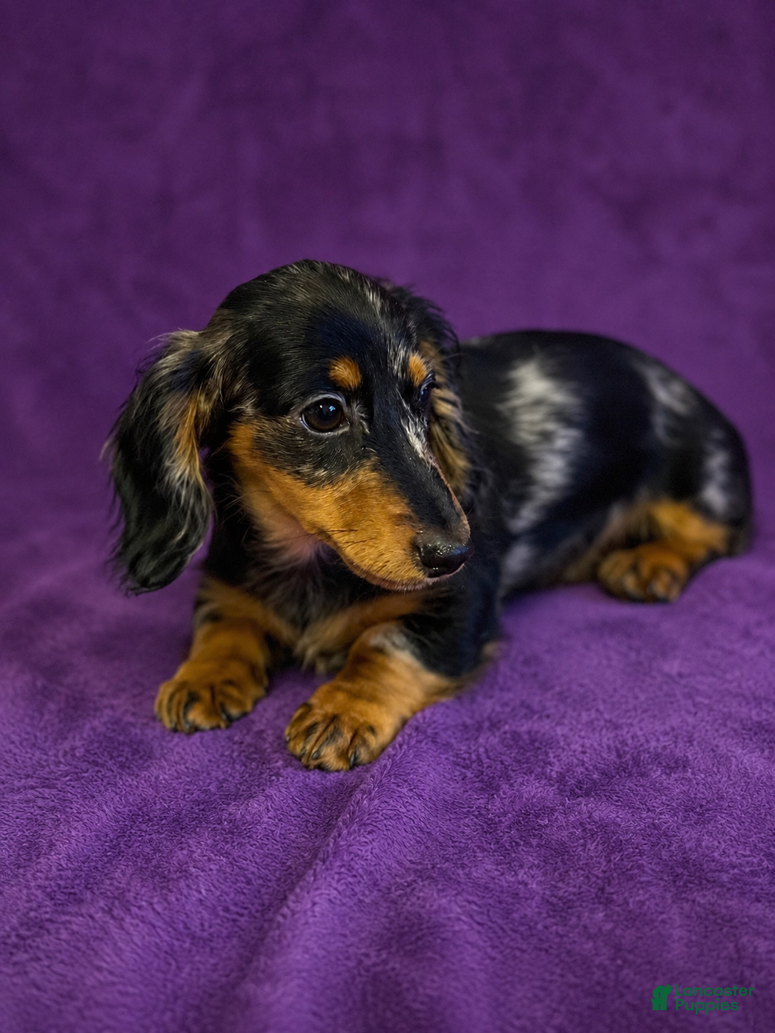 Miniature Dachshund dogs Miniature Dachshund 1 - Ad 7