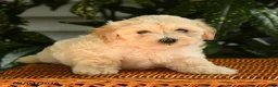 Maltipoo dogs for sale: Kaleb - Ad 2