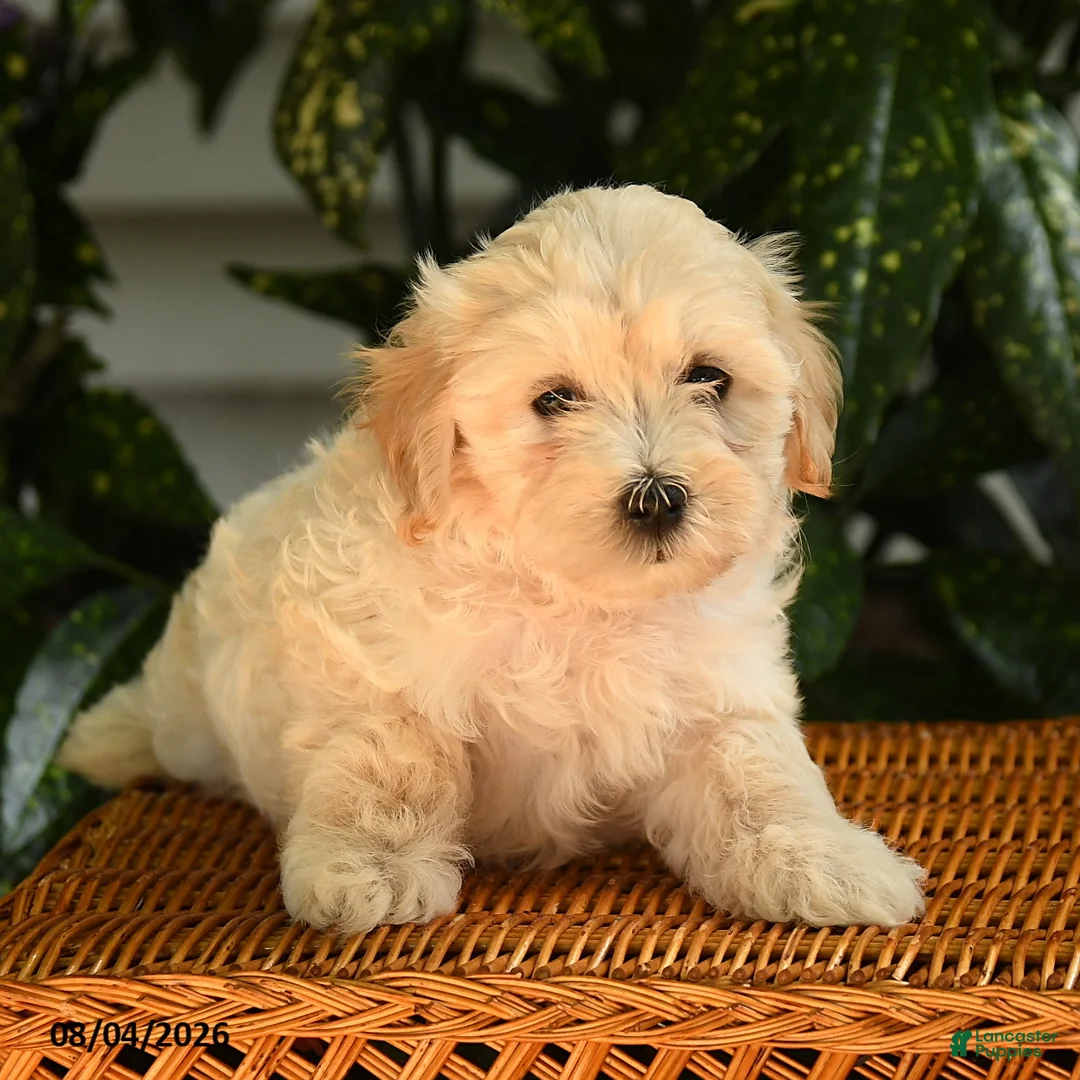 Maltipoo dogs for sale: Kaleb - Ad 2