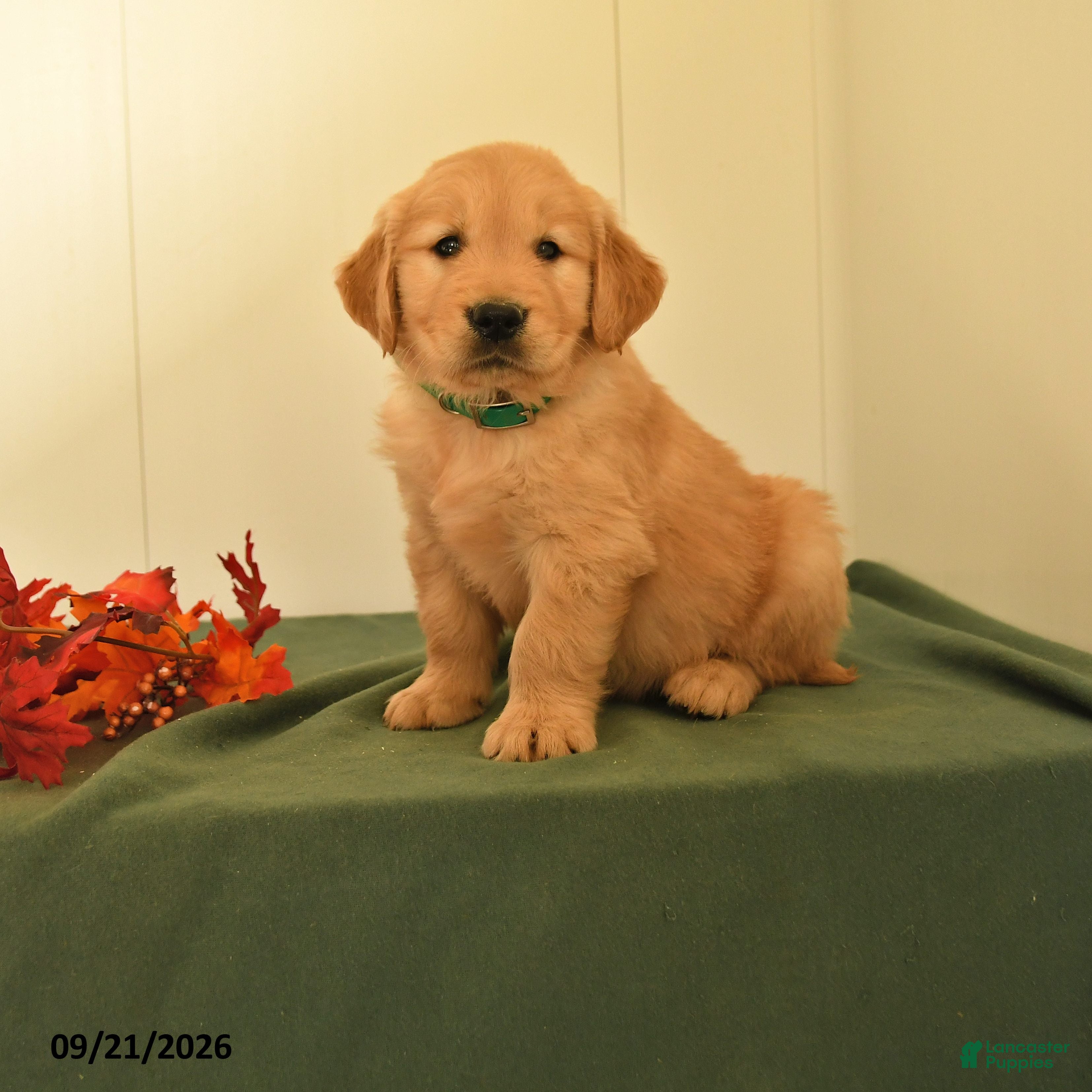 Golden Retriever dogs Darius - Ad 1
