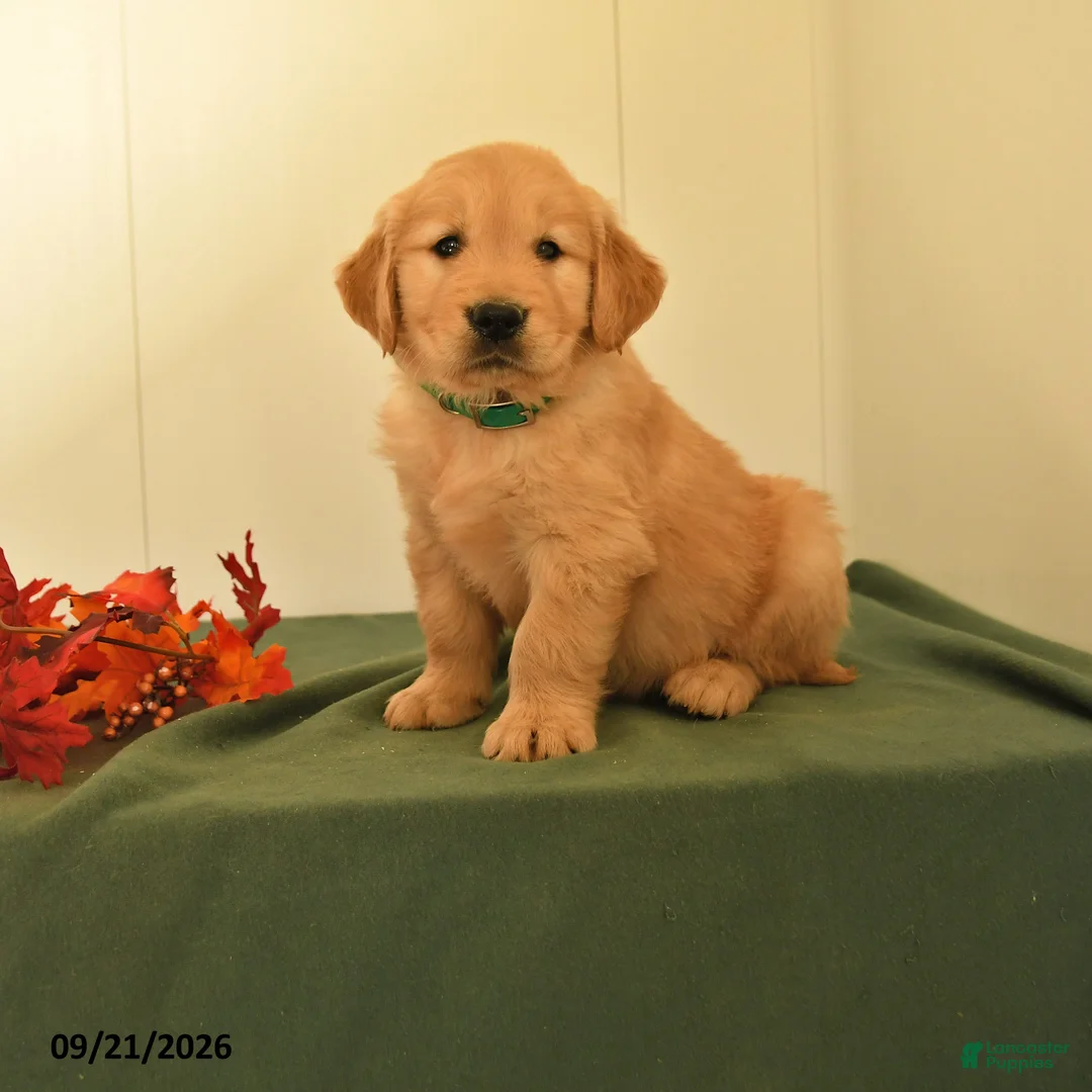 Golden Retriever dogs for sale: Darius - Ad 1