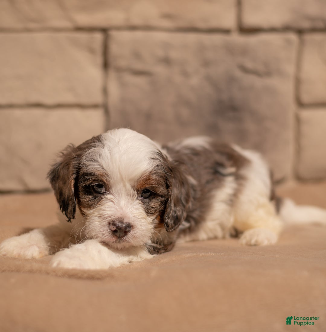 Cavapoo dogs for sale: Max - Ad 7