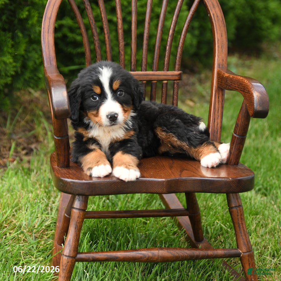 Bernese Mountain Dog dogs Luxe - Ad 2