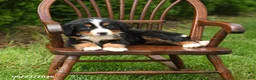 Bernese Mountain Dog dogs for sale: Luxe - Ad 2