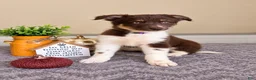 Australian Shepherd dogs for sale: Maisie - Ad 1