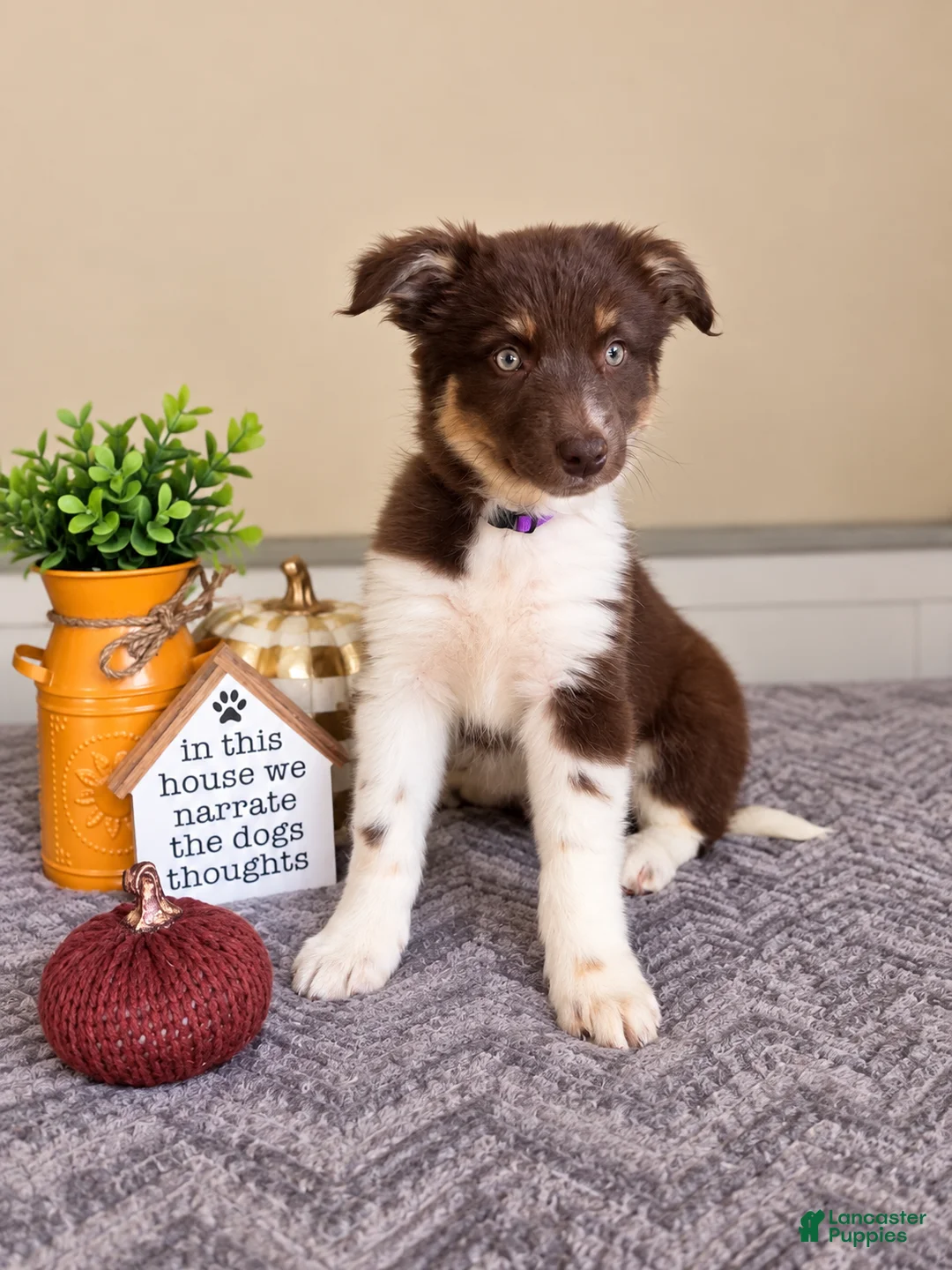 Australian Shepherd dogs for sale: Maisie - Ad 1