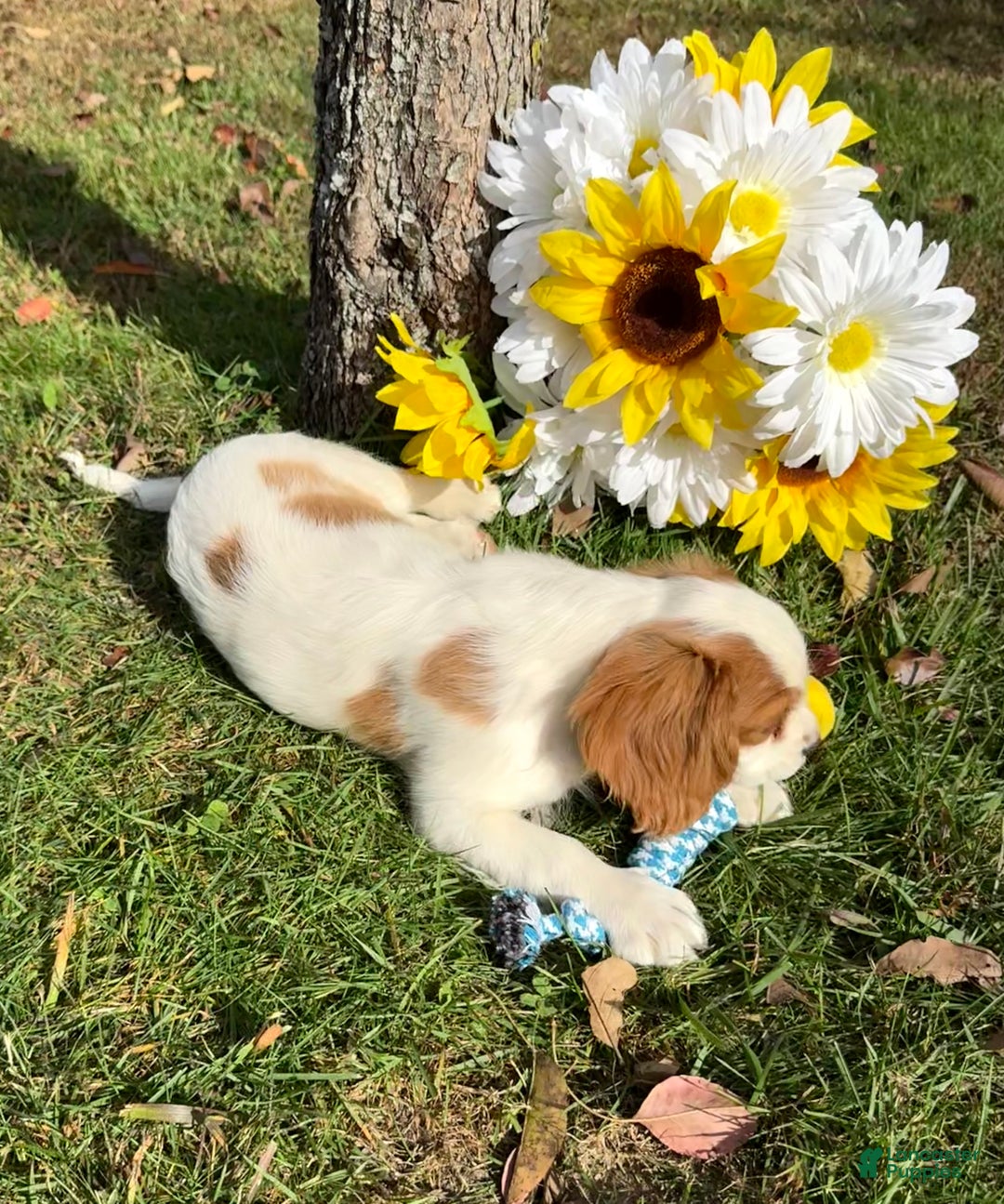 Cavalier King Charles Spaniel dogs for sale: Cavalier King Charles Spaniel Puppy 2 (Rocky) - Ad 3