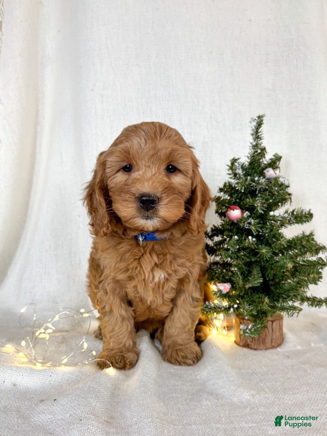 Mini Goldendoodle dogs for sale: Pepper - Ad 1