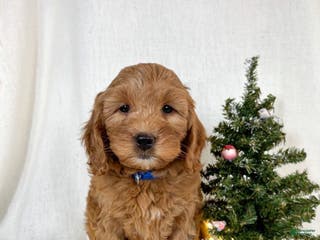 Mini Goldendoodle dogs Pepper - Ad 1