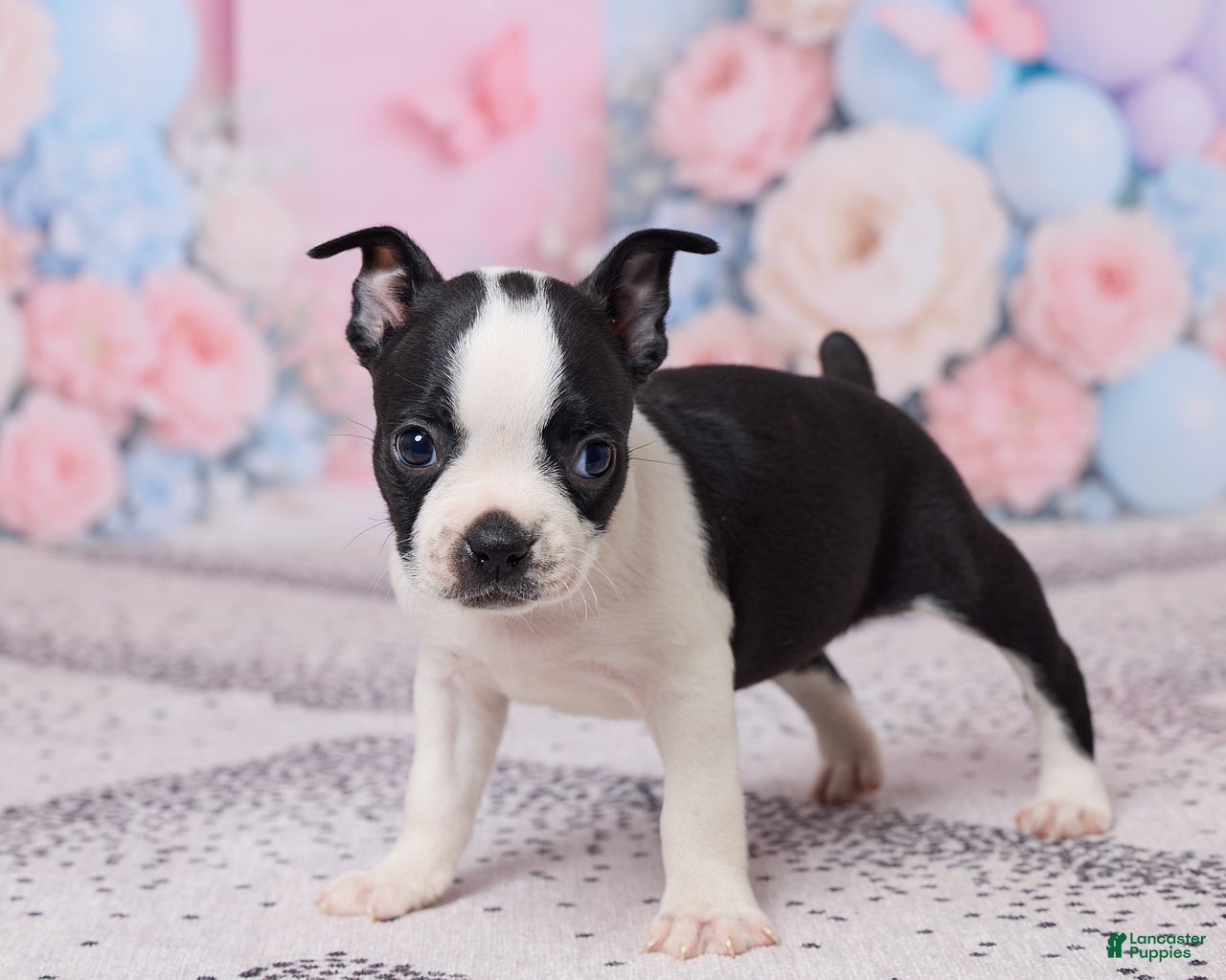 Boston Terrier dogs Hyacinth - Ad 2