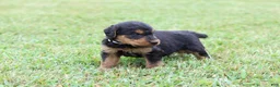 Airedale Terrier dogs for sale: AKC Jimmy - Ad 4