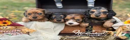 Miniature Dachshund dogs for sale: Black & Tan long hair - Ad 2