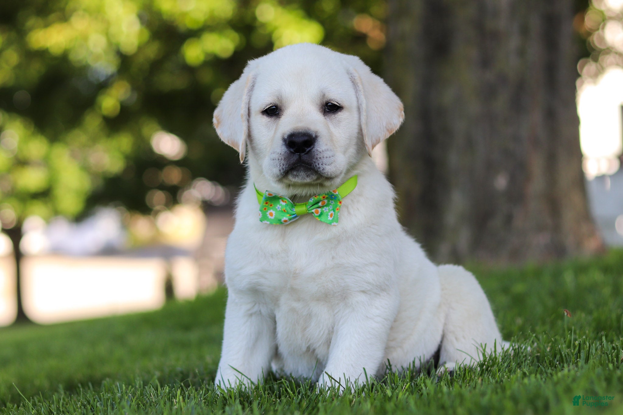 Labrador Retriever dogs for sale: Bernie - Ad 2